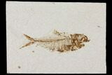 Diplomystus Fossil Fish - Wyoming #101183-1